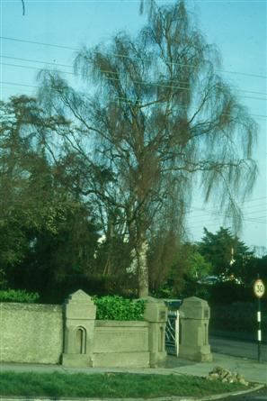 Betula pendula tree in winter